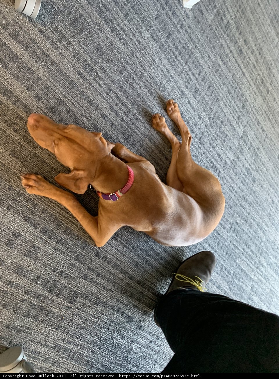 Pawsome Rest