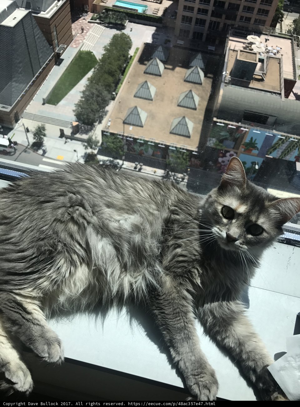 City Cat Nap