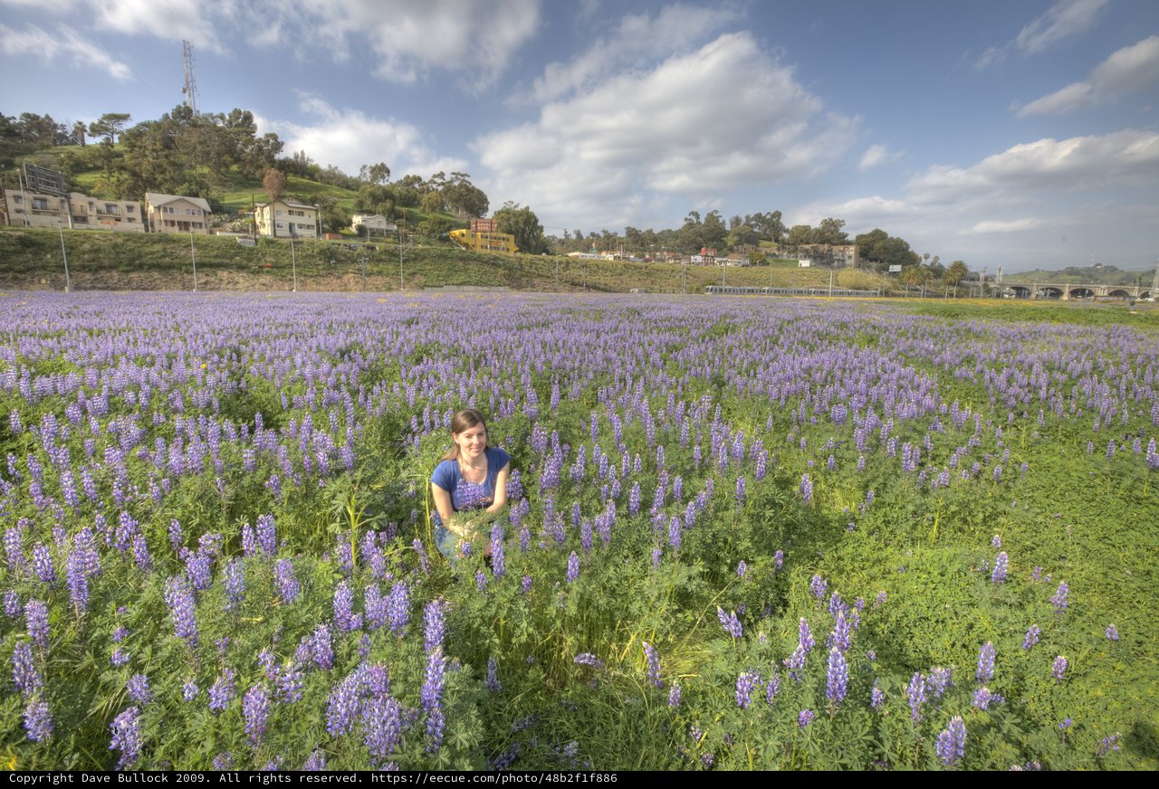 Woman Surrounded by Vast Purple Lupine Wildflowers