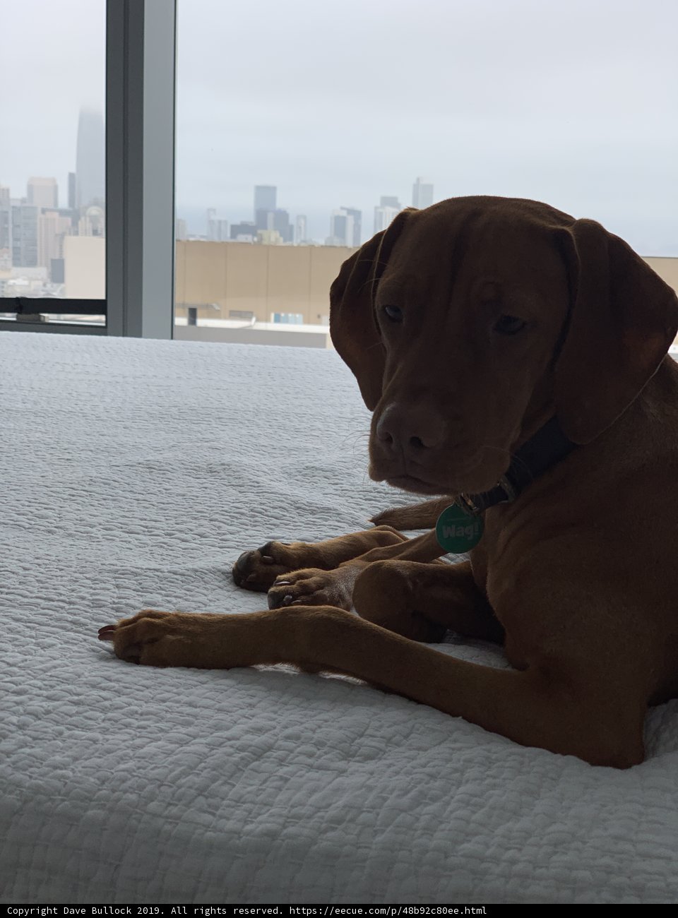 Urban Hound