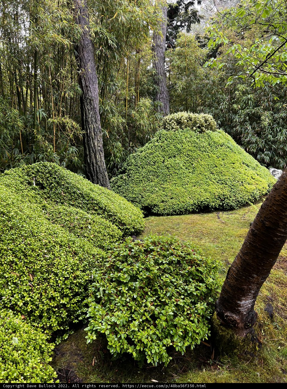 Verdant Growth in the Japanese Tea Garden