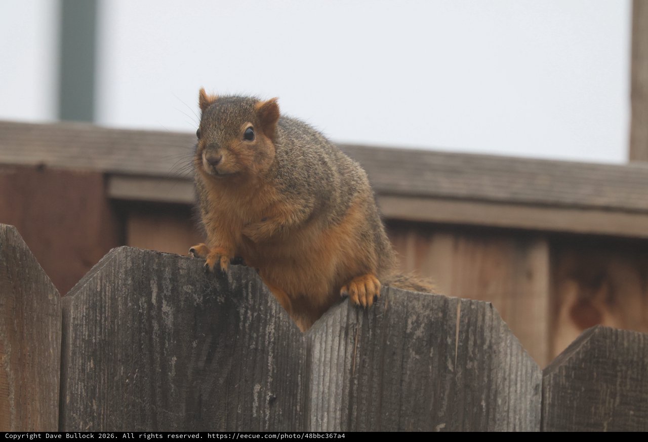 Curious Fox Squirrel Perched on Weathered Wooden Fence