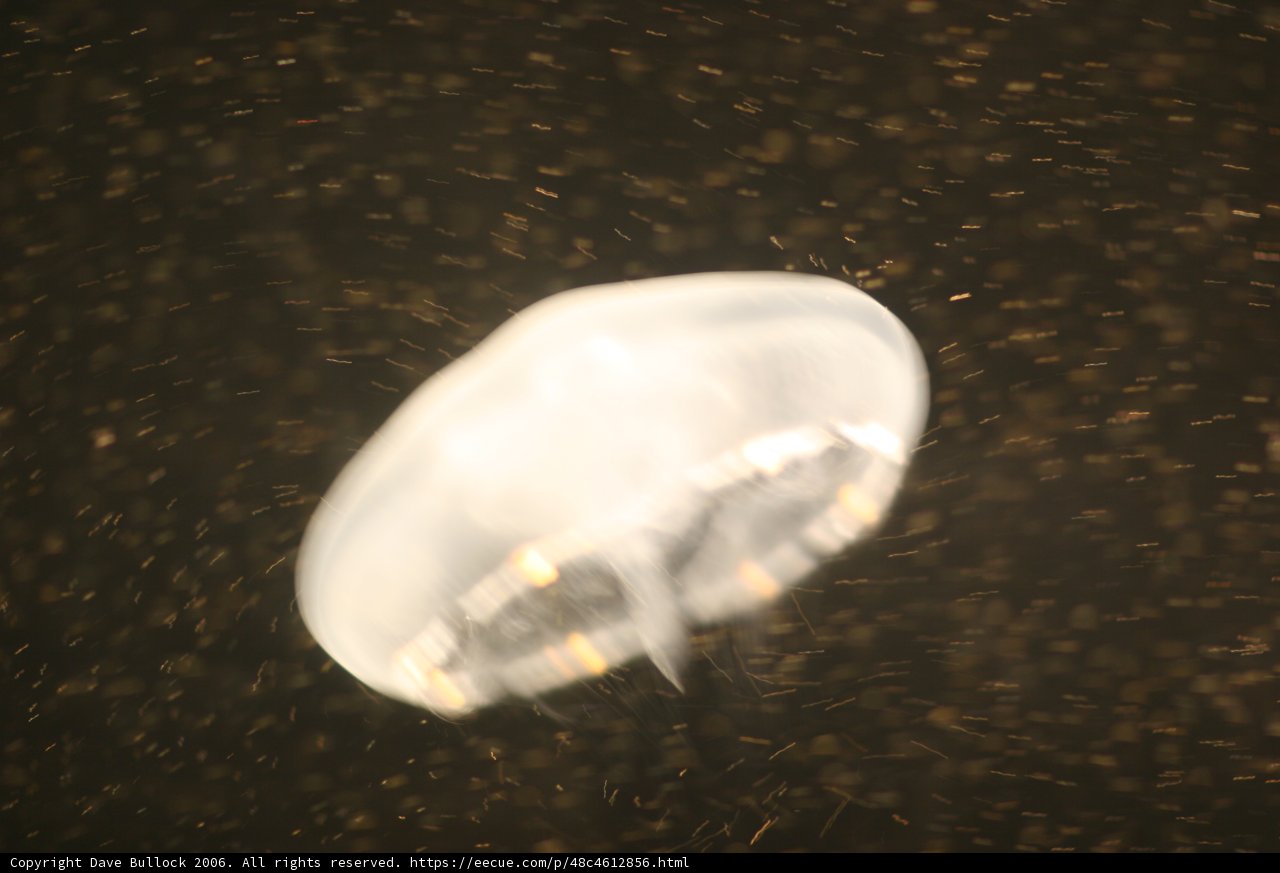 Airborne Jellyfish