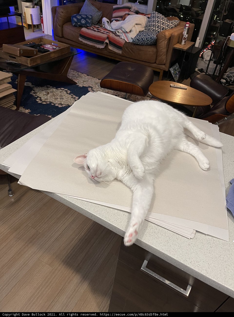 Comfy Cat