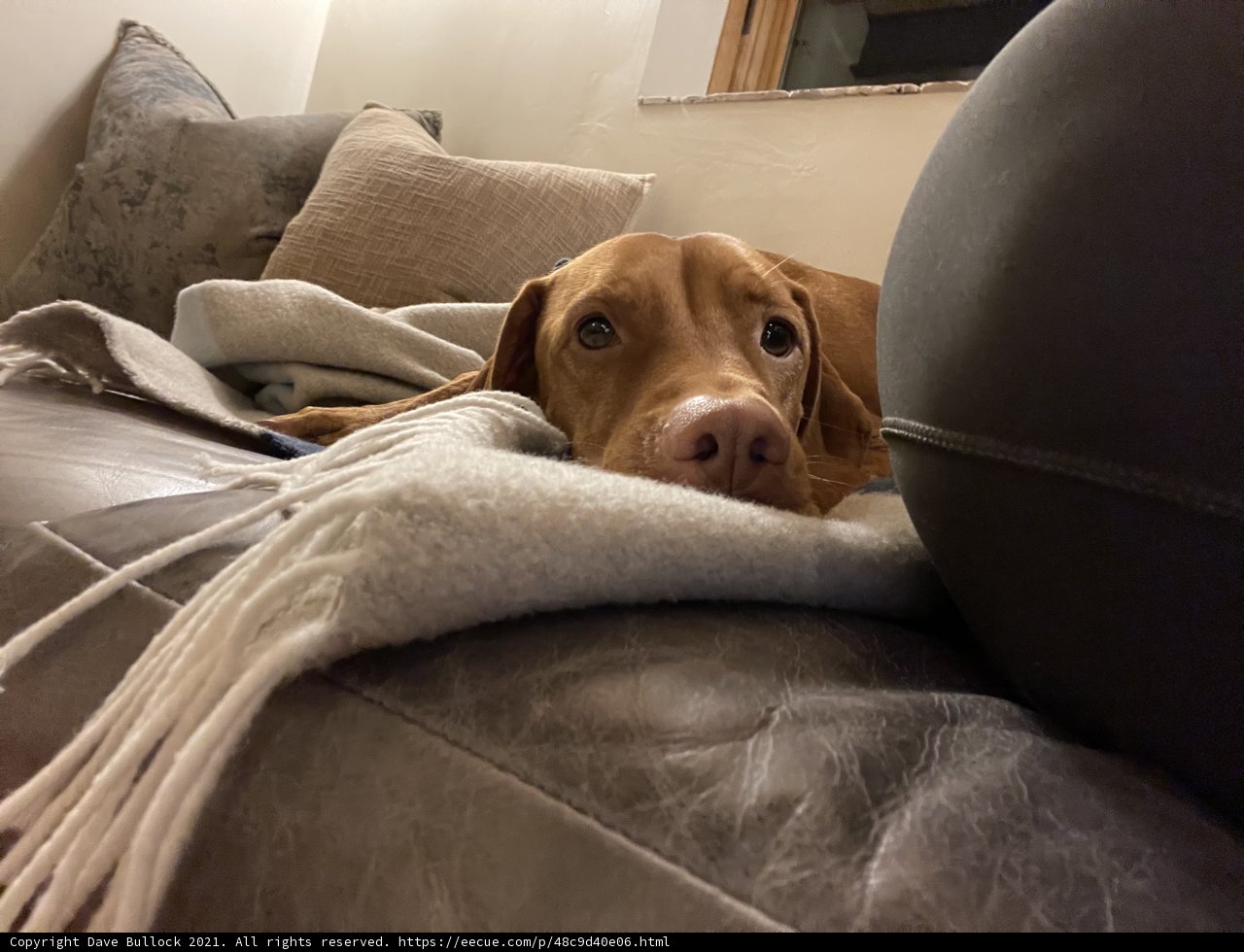 Cozy Vizsla