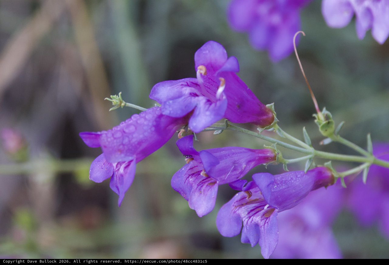 Purple Penstemon Blooms Glistening After Rain