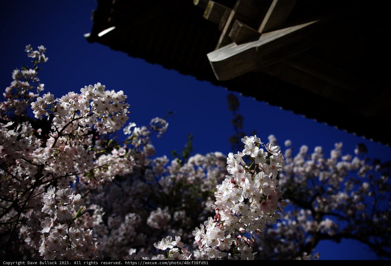 Cherry Blossoms in the Japanese Tea Garden