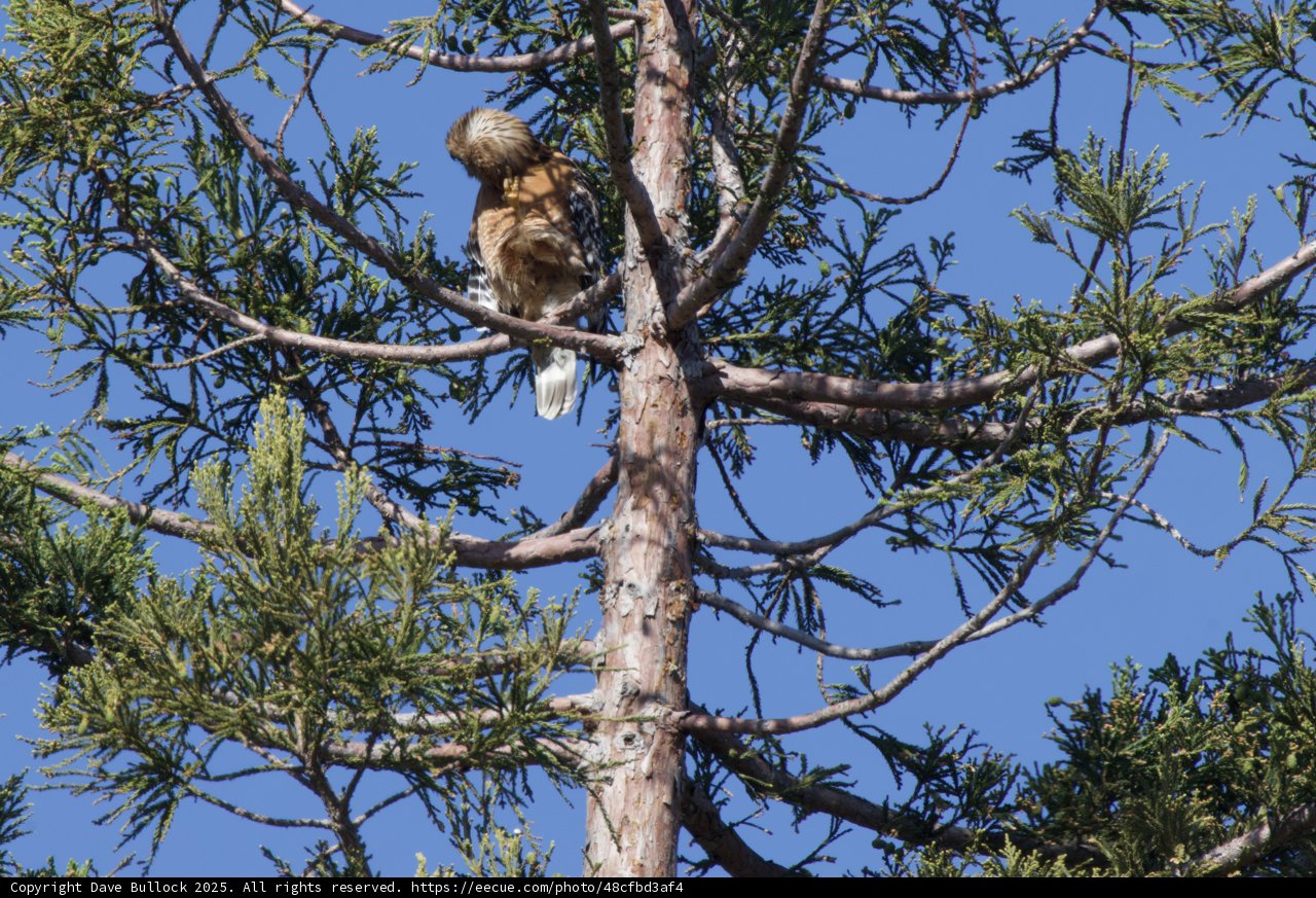 Perched Majesty