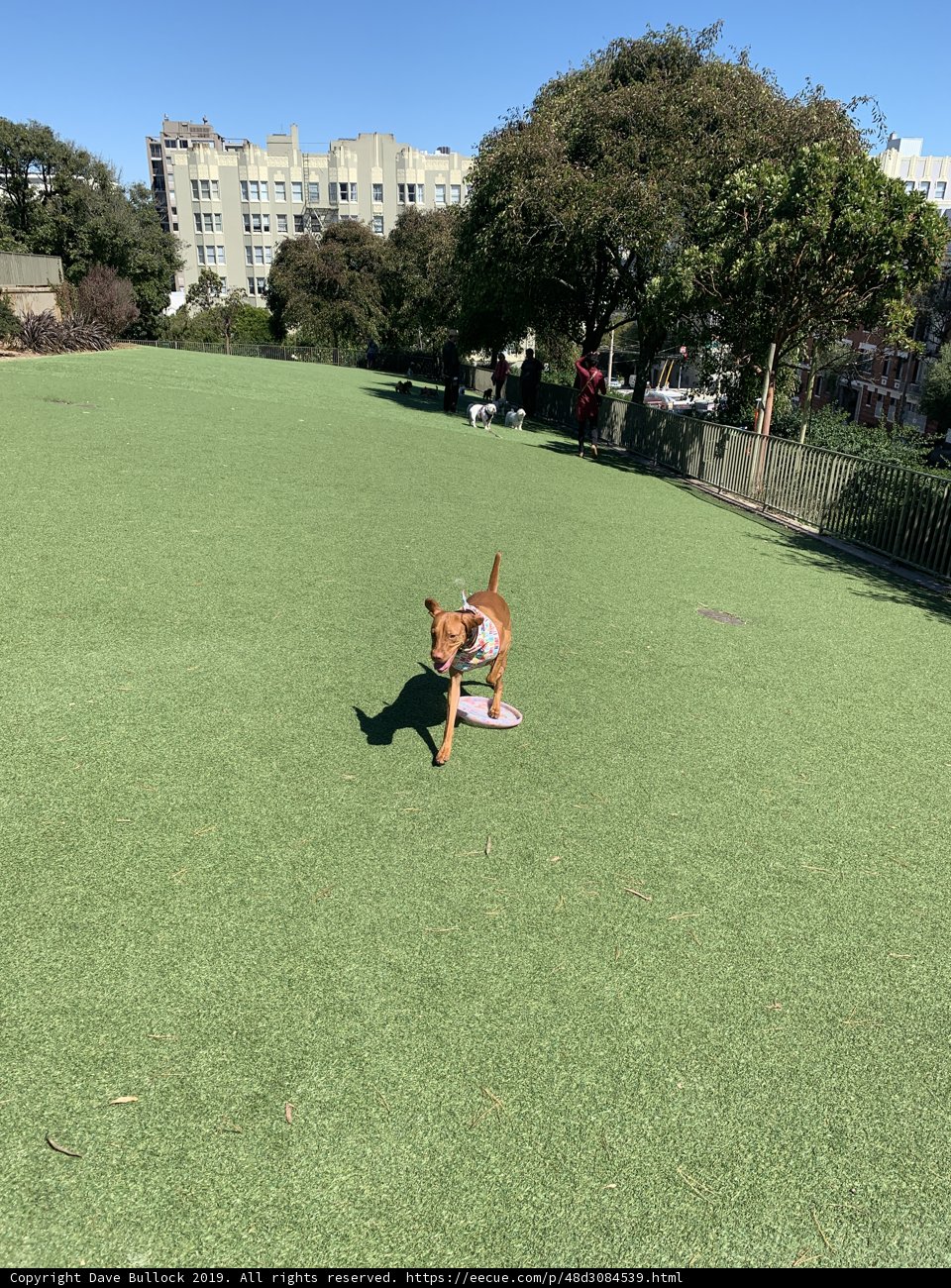 Playing fetch in the park