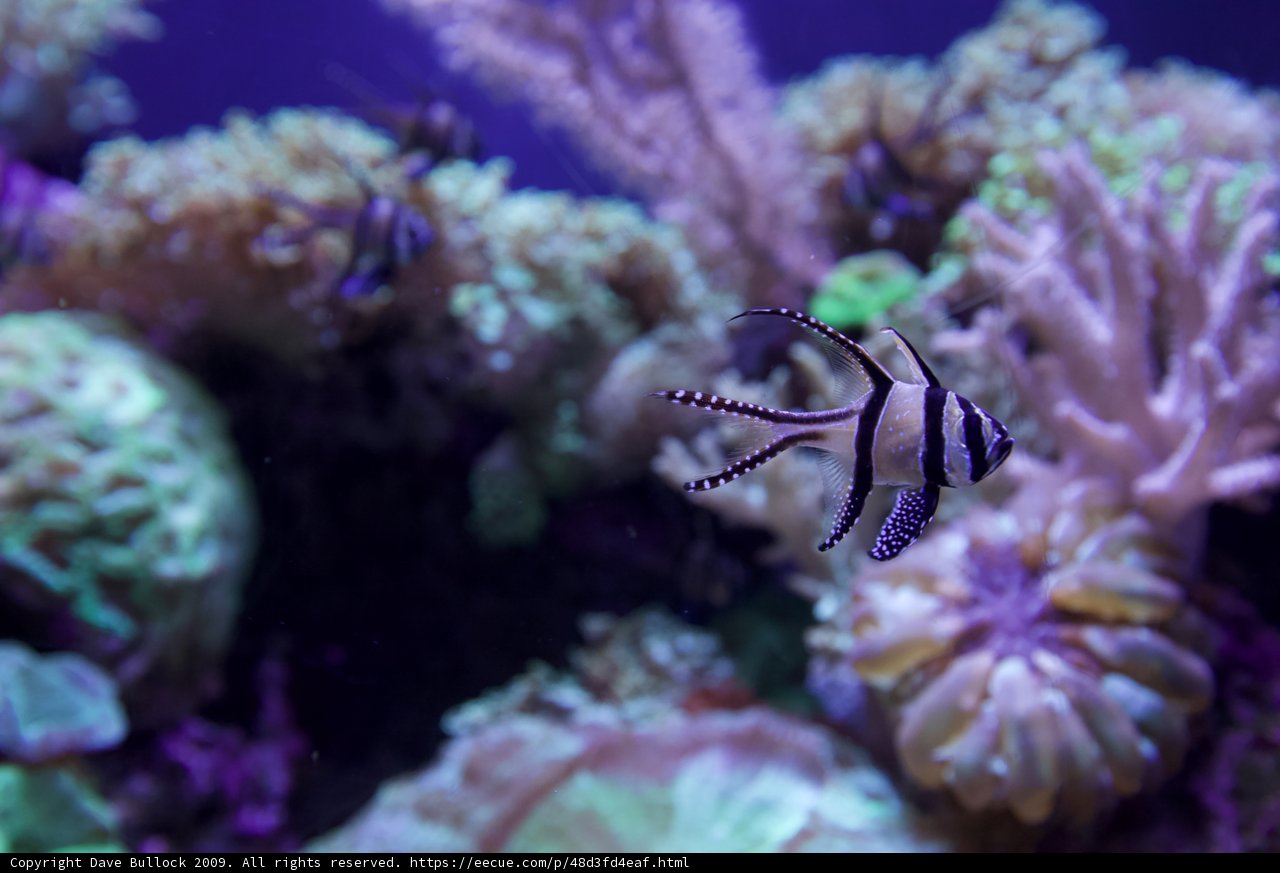 Colorful Coral at the Aquatic Aquarium