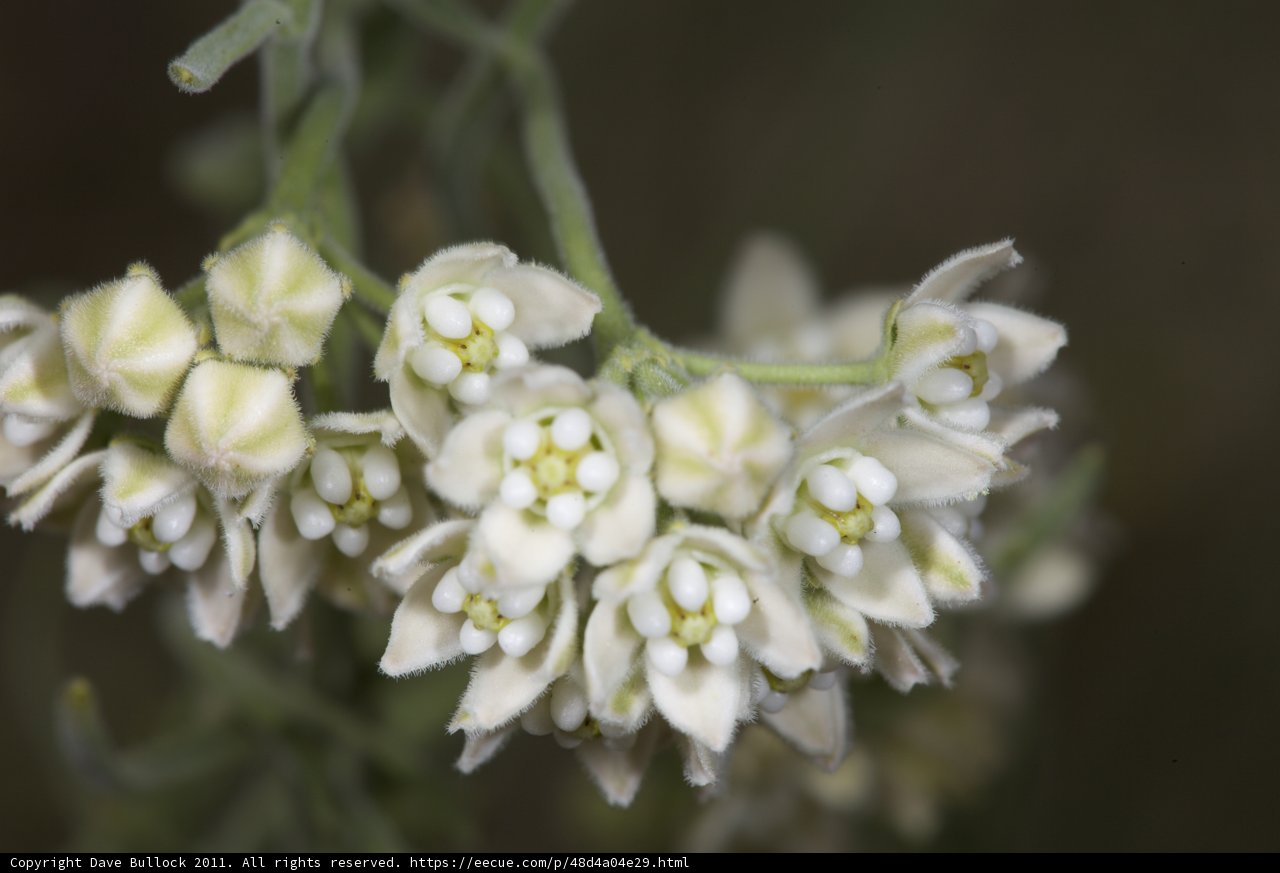 A Close-Up of White Flowers