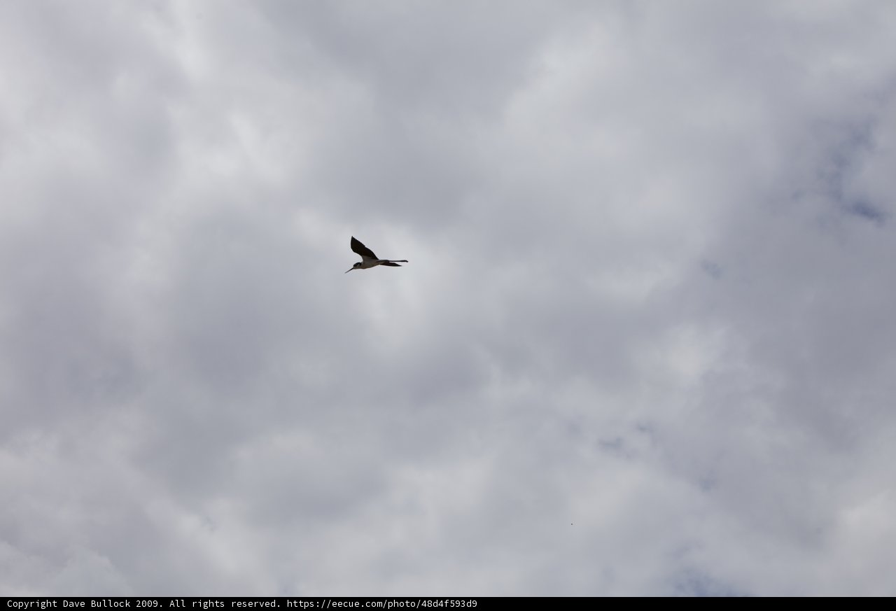 Majestic Bird in the Cloudy Sky