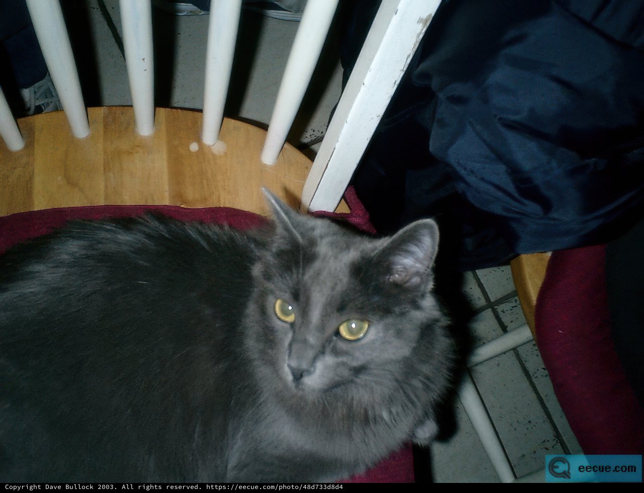 Feline Throne