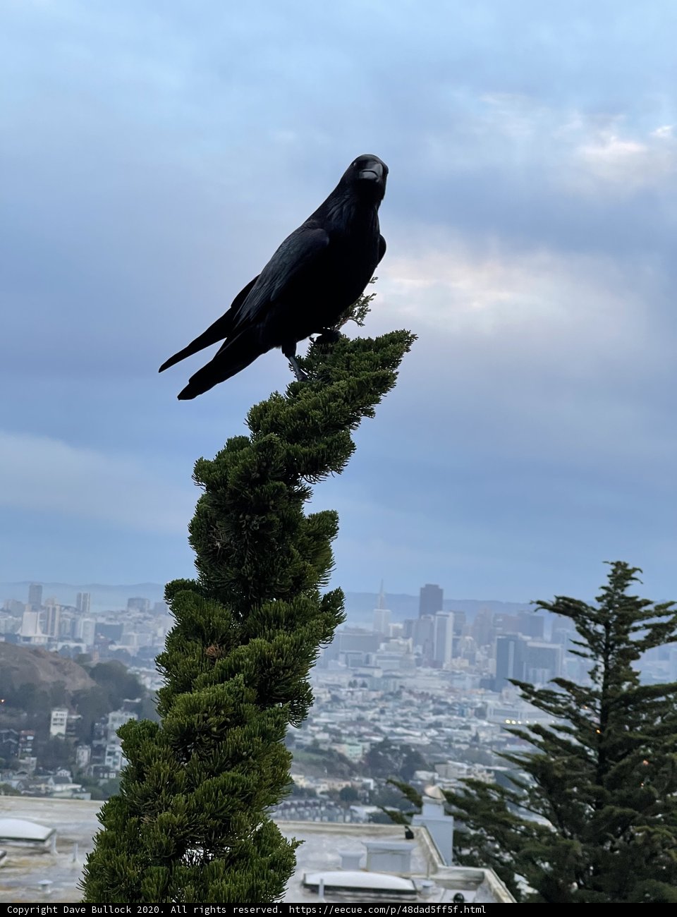 Crow on a Tree with San Francisco in the Background