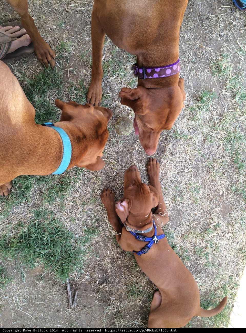 Three Dogs Playing in the Grass