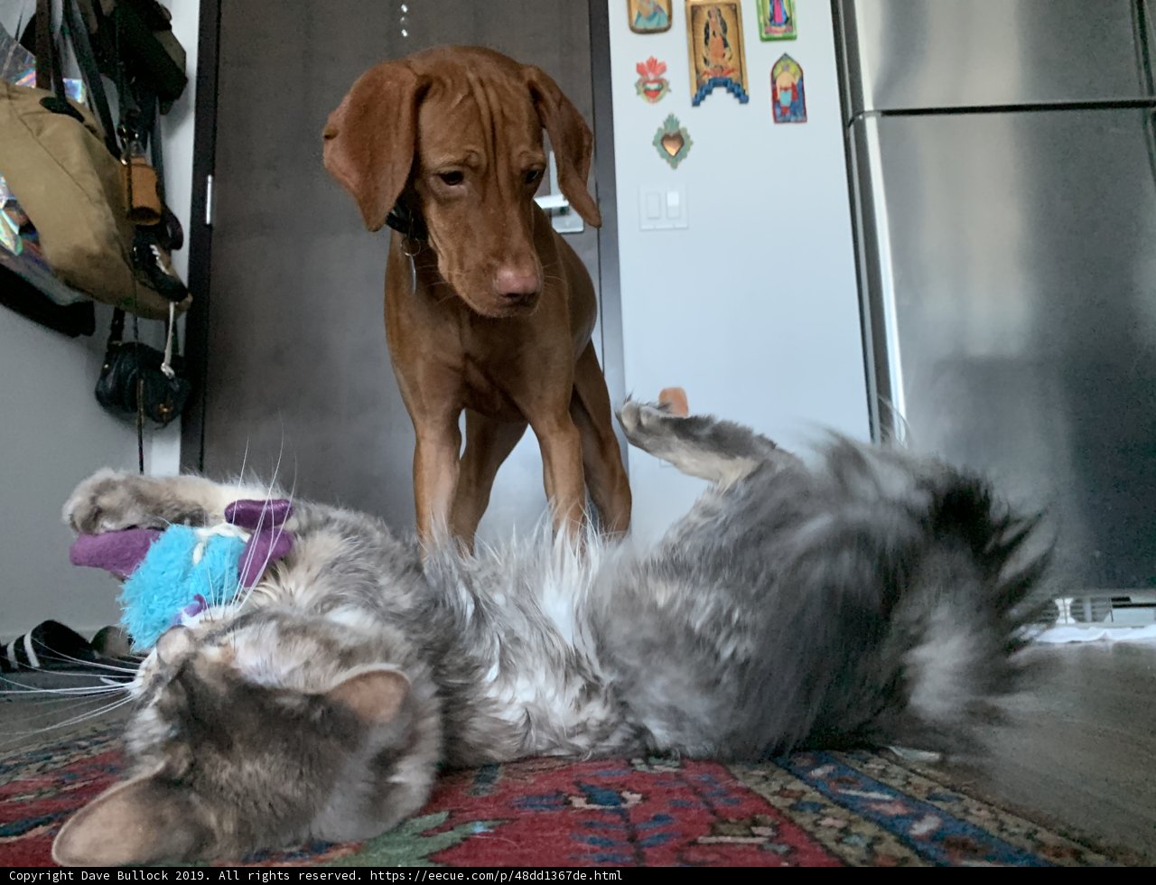 Playtime Pals in San Francisco