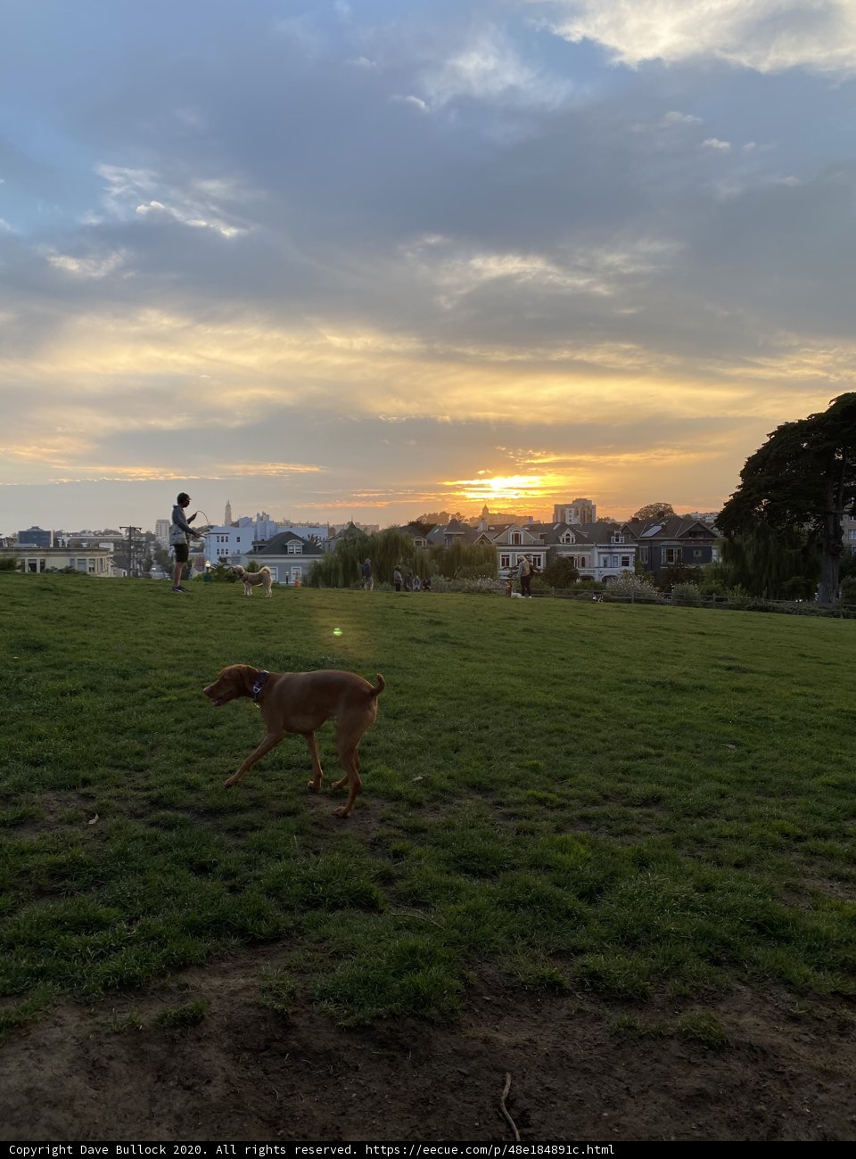 Doggy Golden Hour