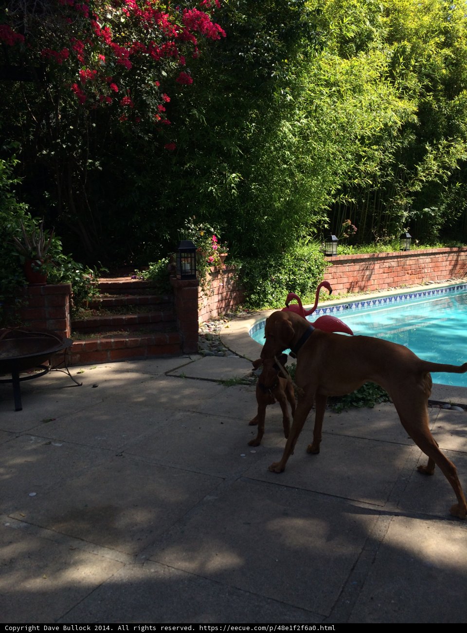 Playtime in the Pool