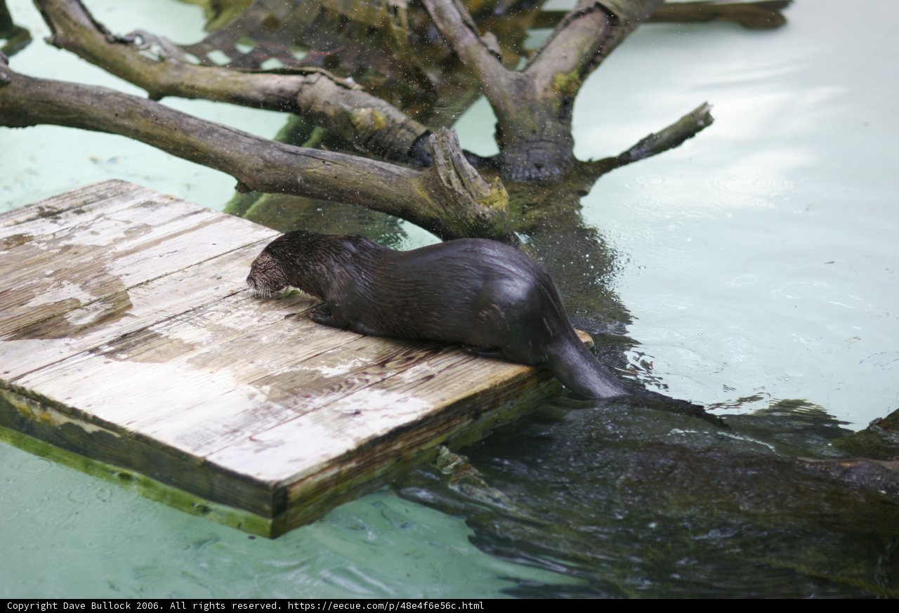 Otter Oasis