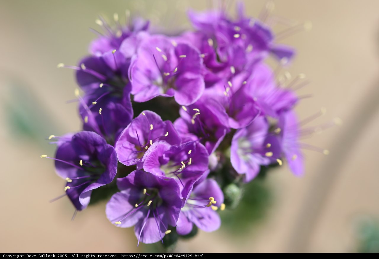 Purple Geranium Blossom with Yellow Stamens