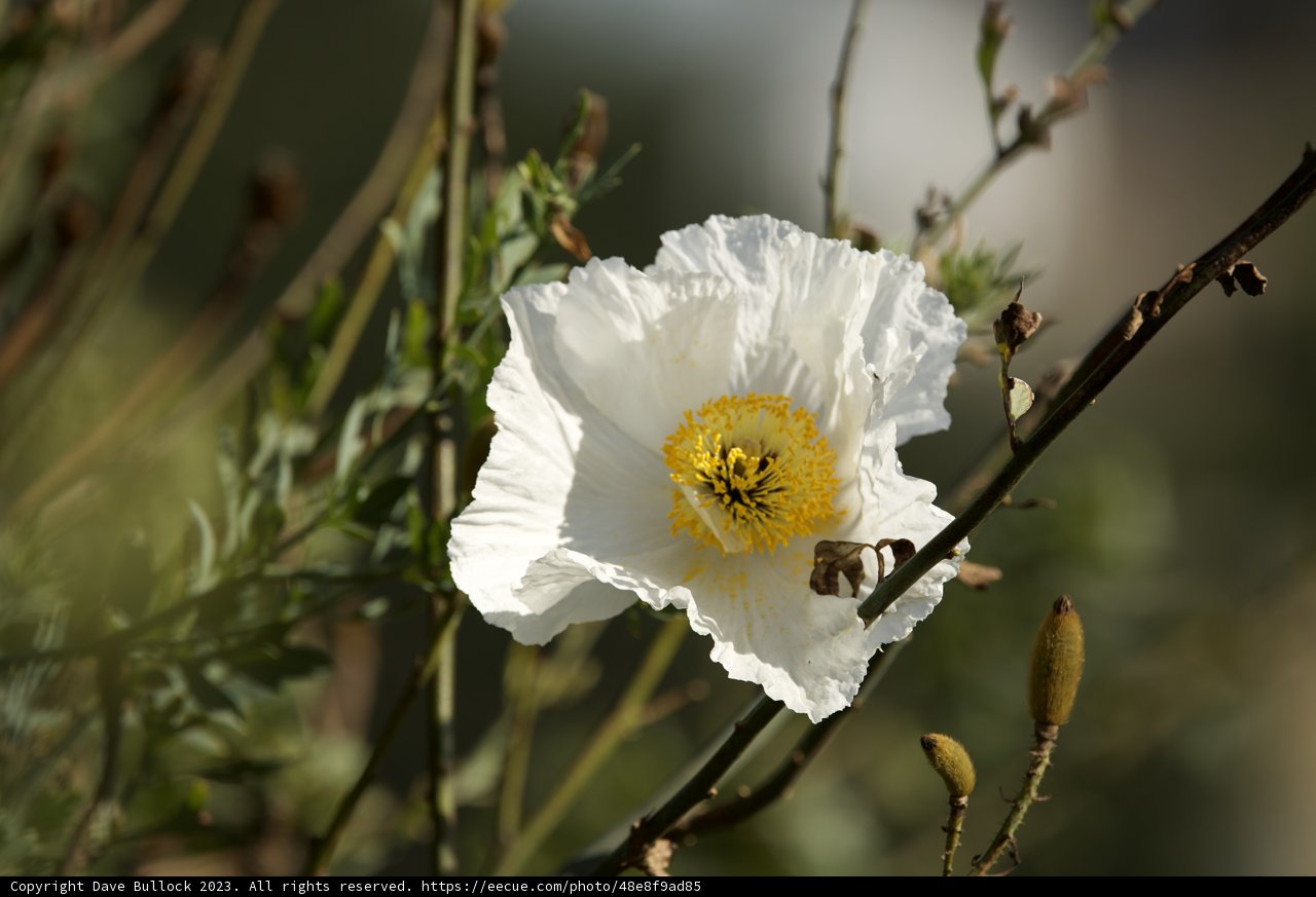 Delicacy in Blossom