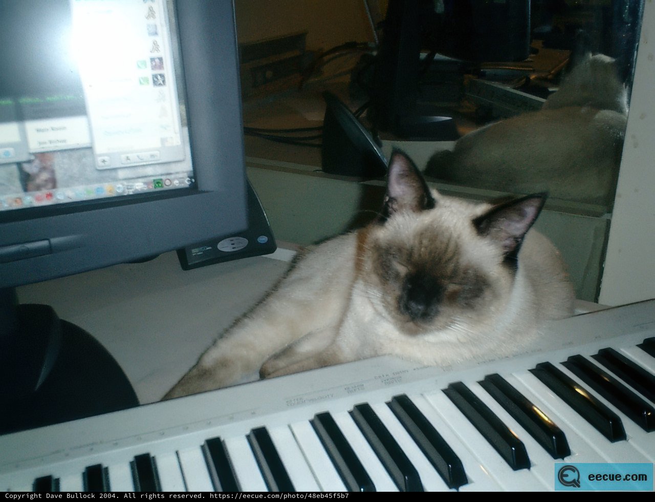 The Musical Cat