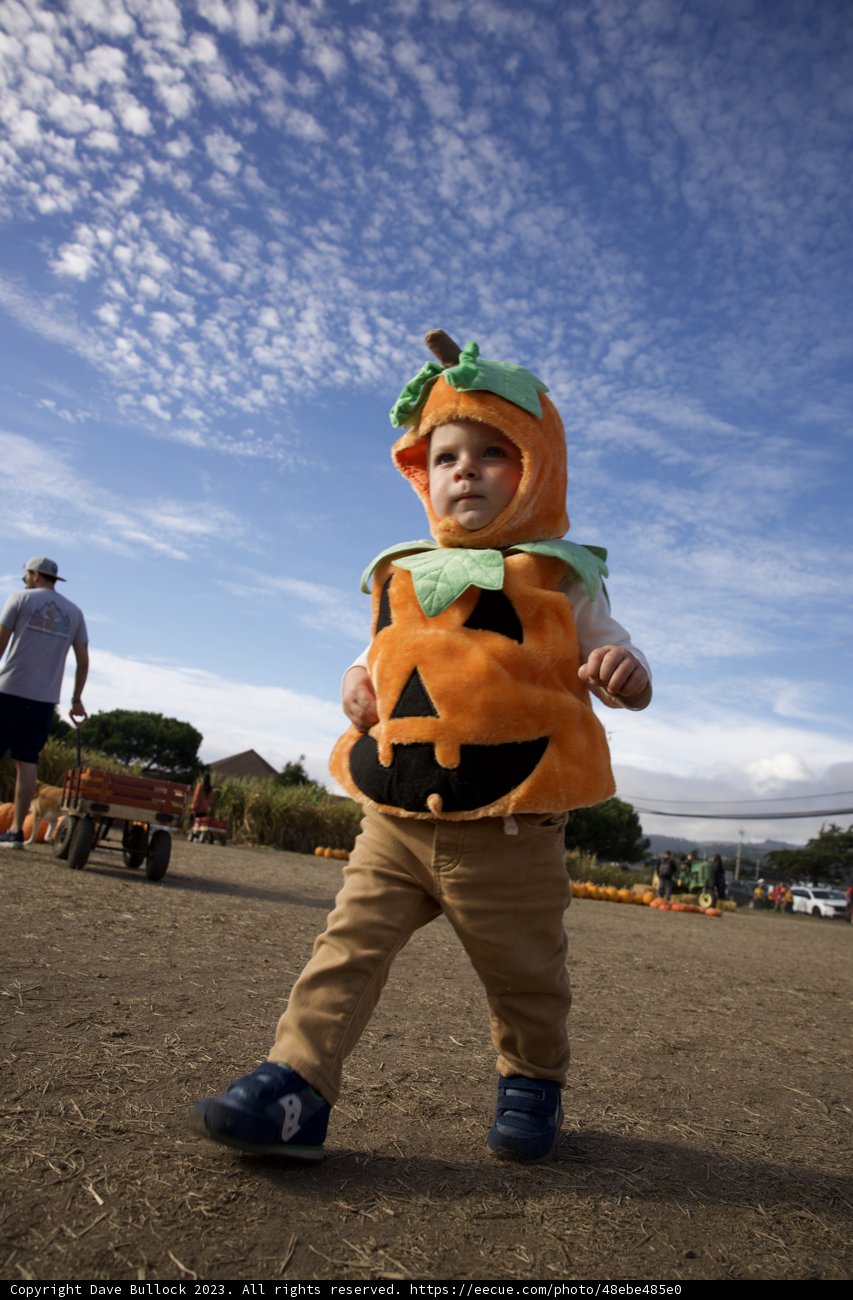 Little Pumpkin on the Loose in Halfmoon Bay!
