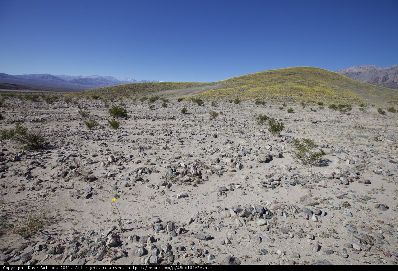 Field of Stones and Plants