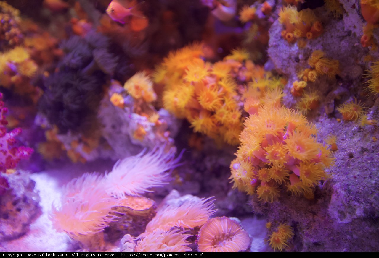 A Colorful Coral and Anemone Reef