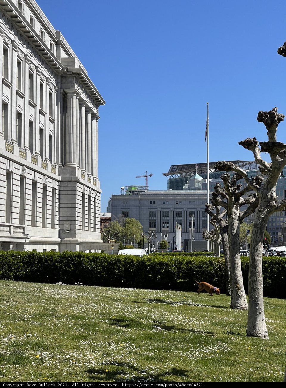 Majestic Building and Towering Tree