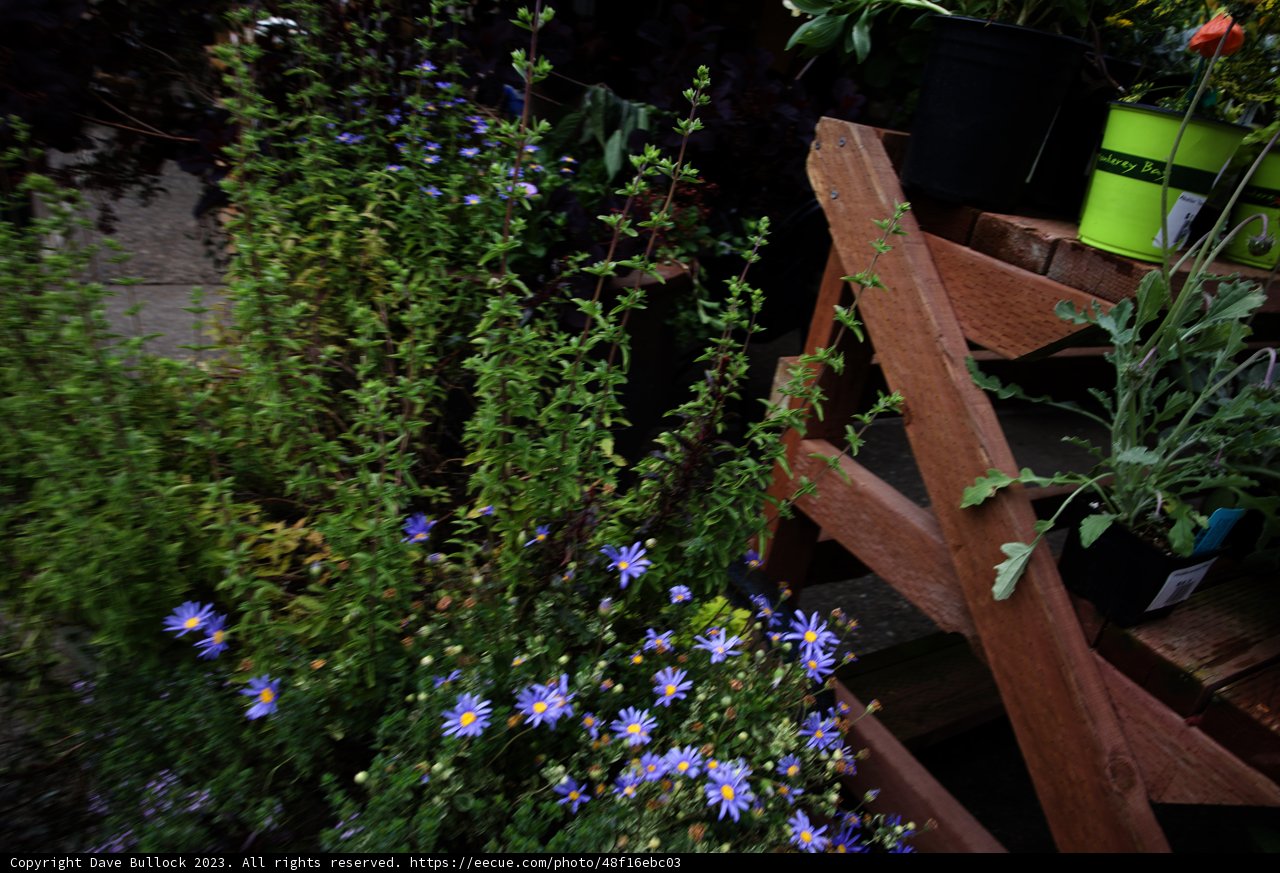 Tranquil Corner at San Francisco Botanical Garden