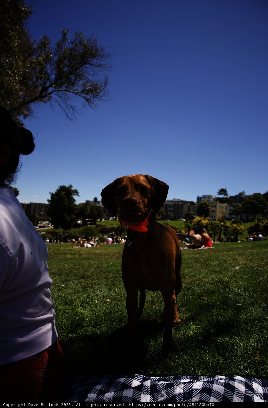 Summer Day at Delores Park: Canine Companion