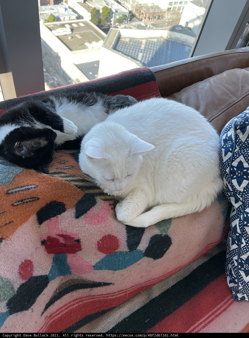 Feline Furniture: Two Cats Lounging on a Couch
