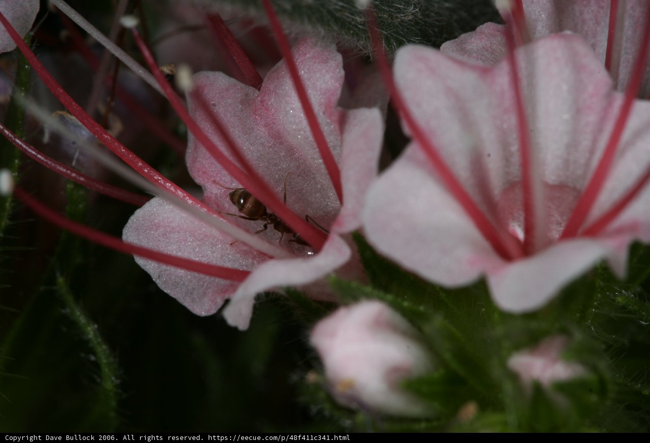 Busy Bee on a Geranium Flower