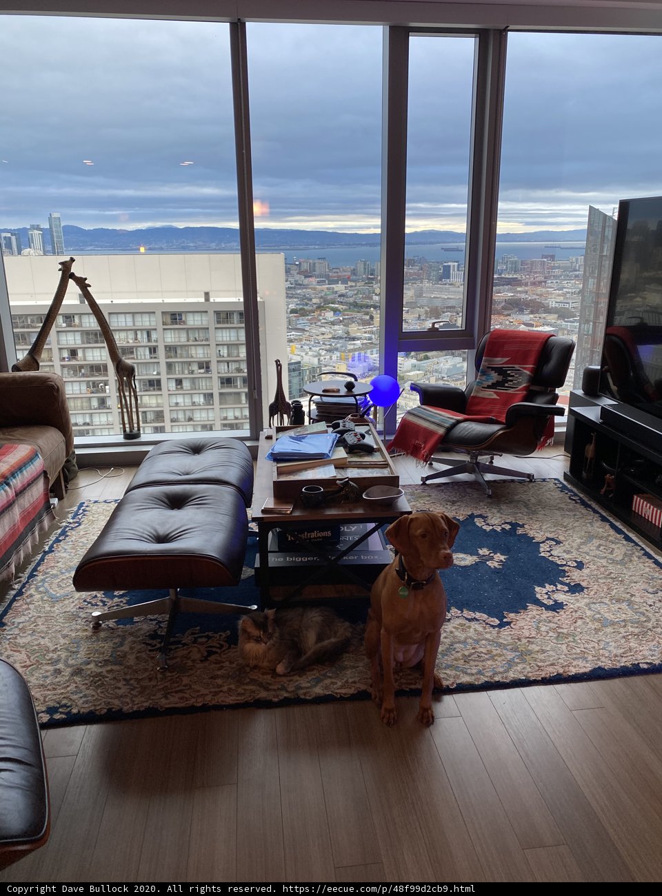 Cozy Living Room with Furry Companion