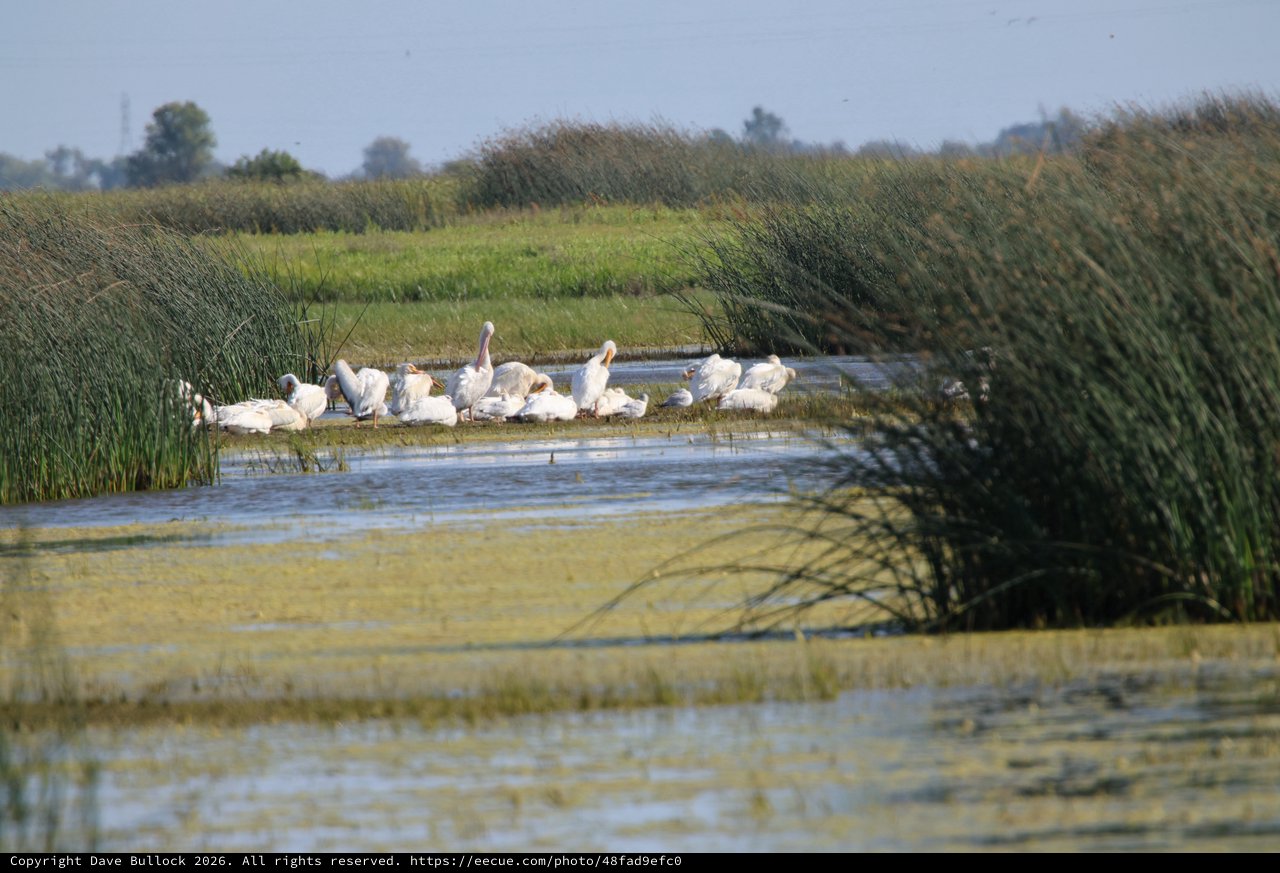 White Pelicans Resting in Yolo Bypass Wetlands