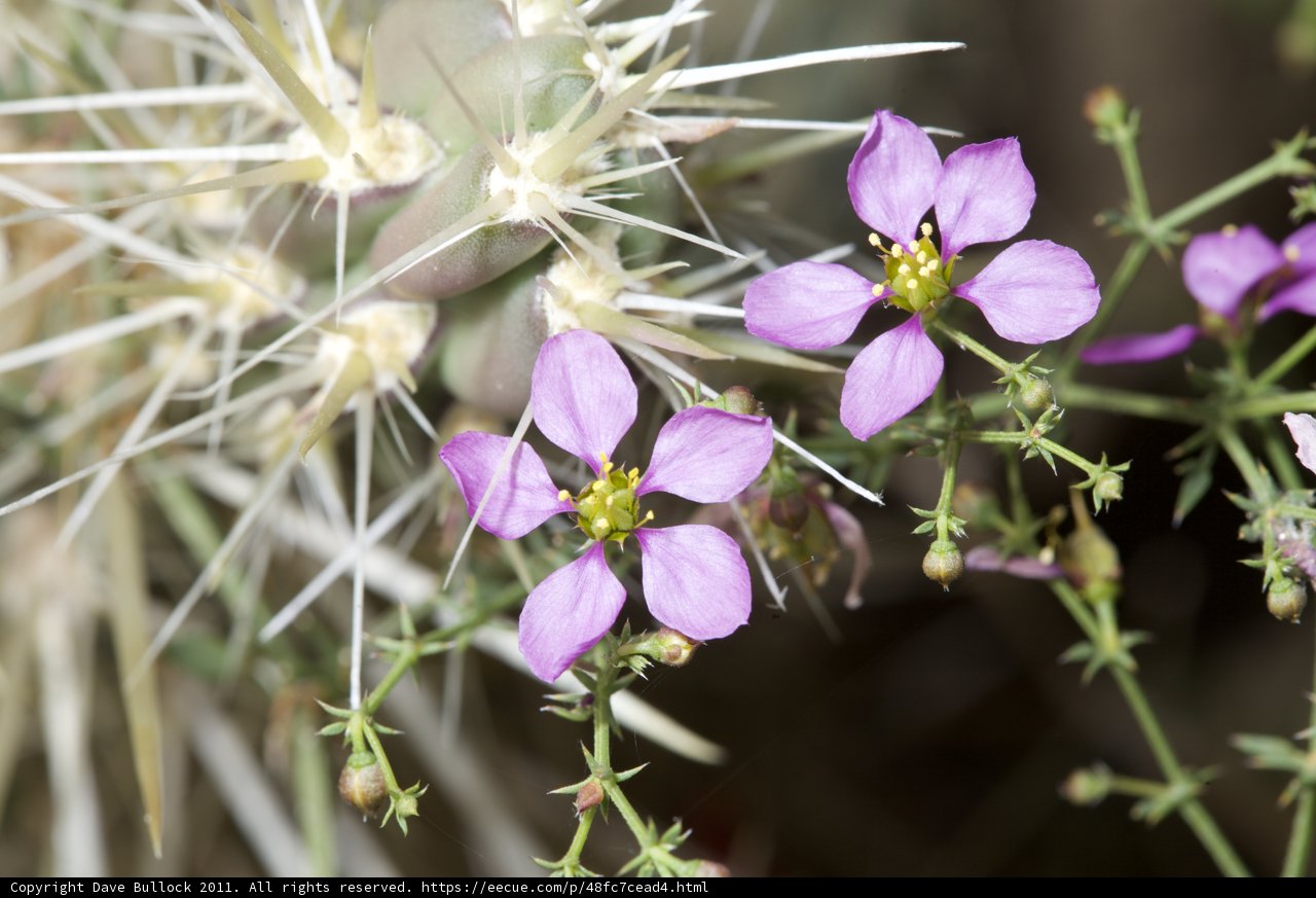 Purple Geranium Flowers on Cactus Plant