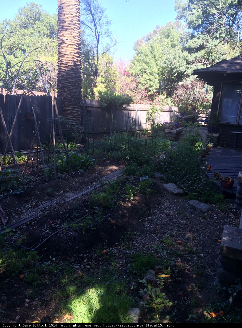 Serene Backyard Garden