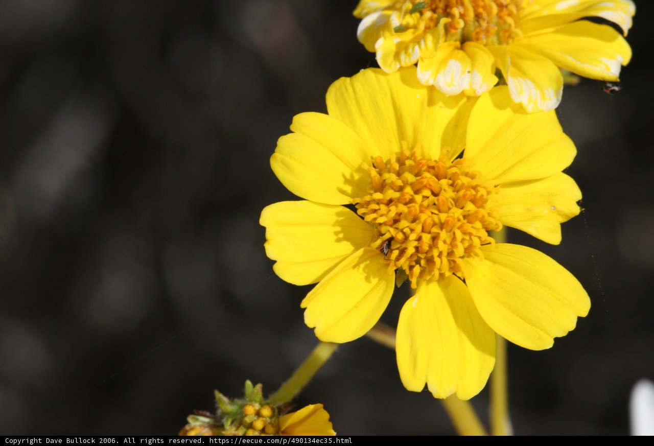 Sunny Daisy in the Desert