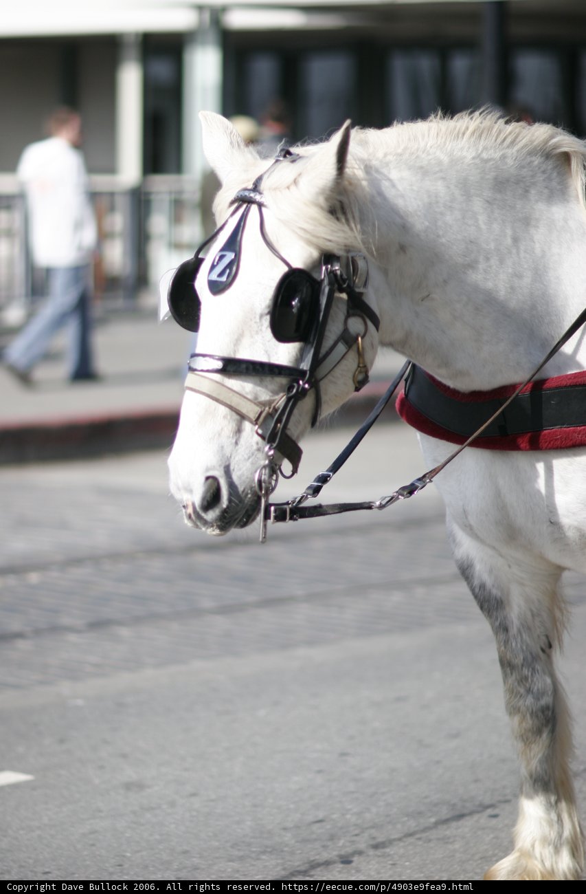 Andalusian Stallion in Commanding Harness
