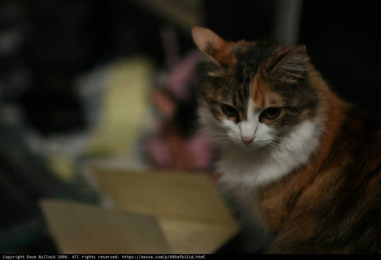 Feline Comfort