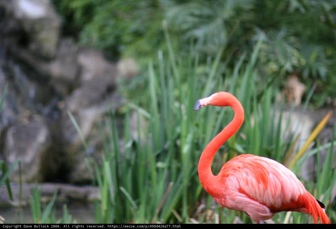 Reflections of a Graceful Bird