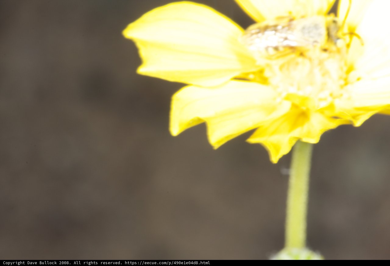 Busy Bee on a Daffodil