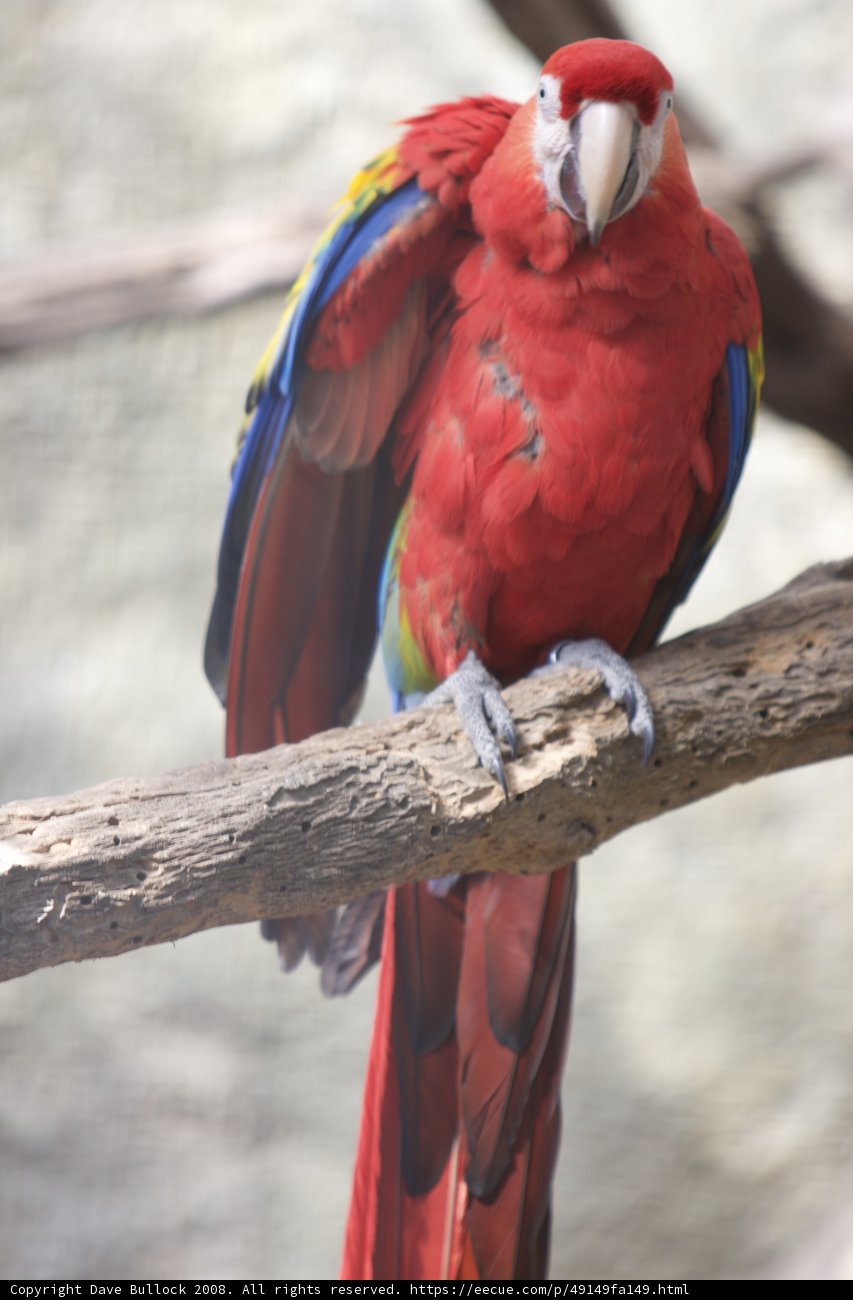 Red Macaw on a Branch