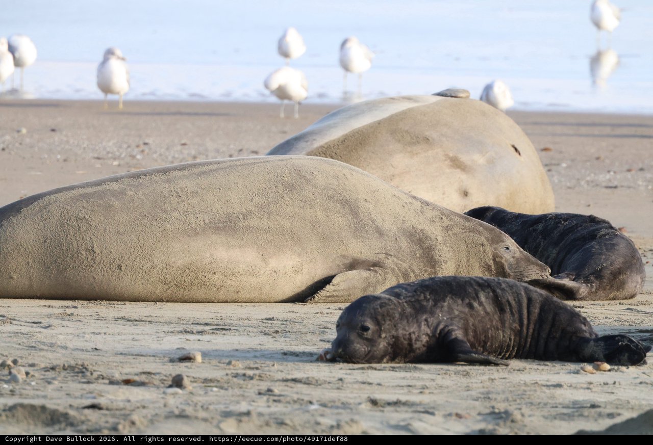 Elephant Seal Family Resting on Drakes Beach