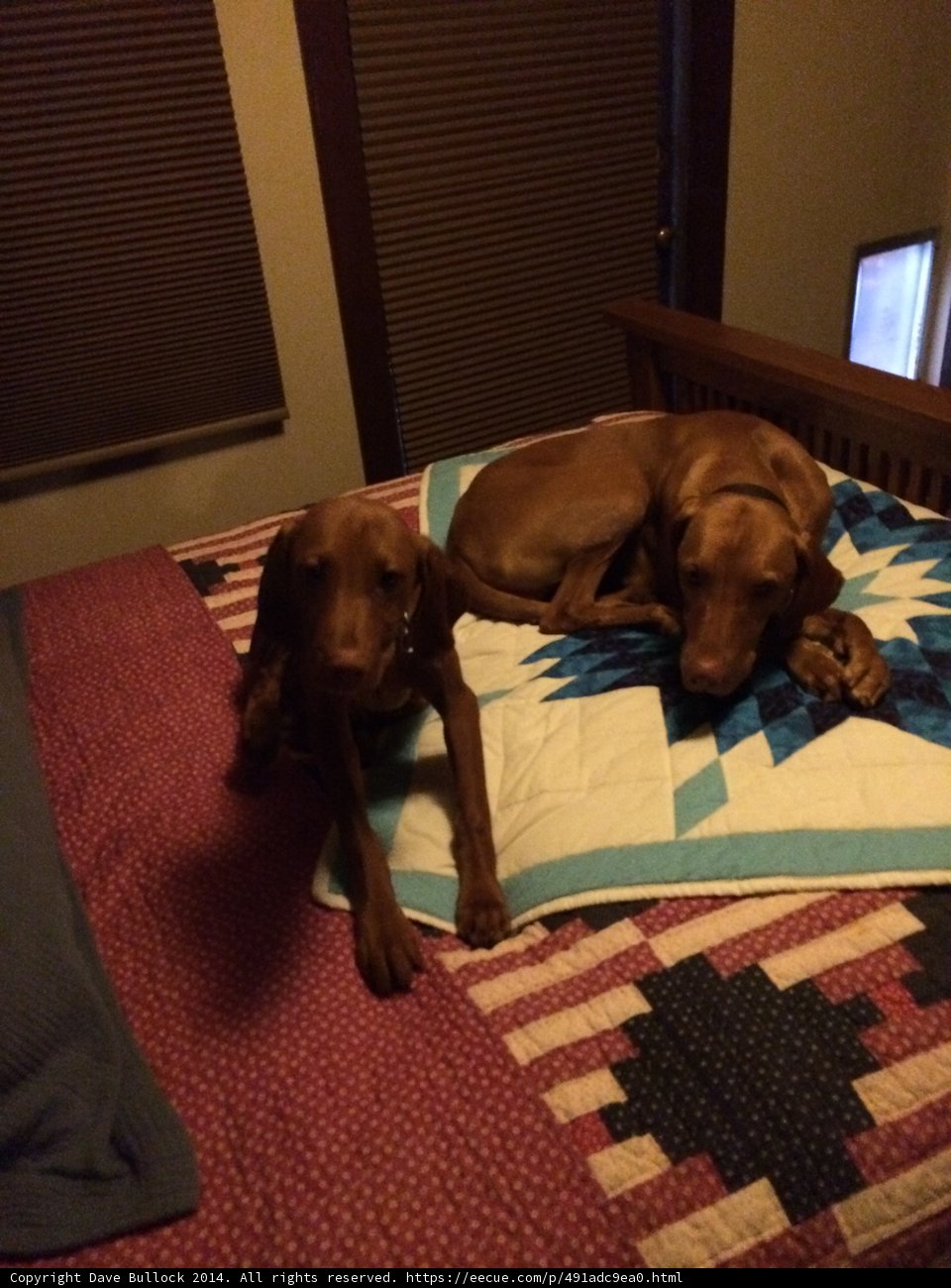 Cozy Canine Naptime