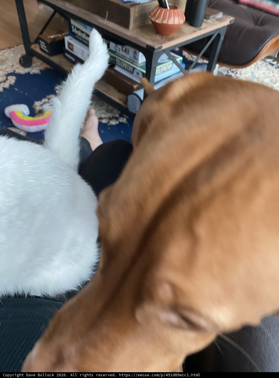 Cozy Companions