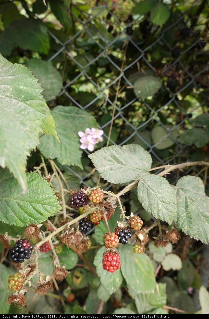 Harvesting Juicy Blackberries