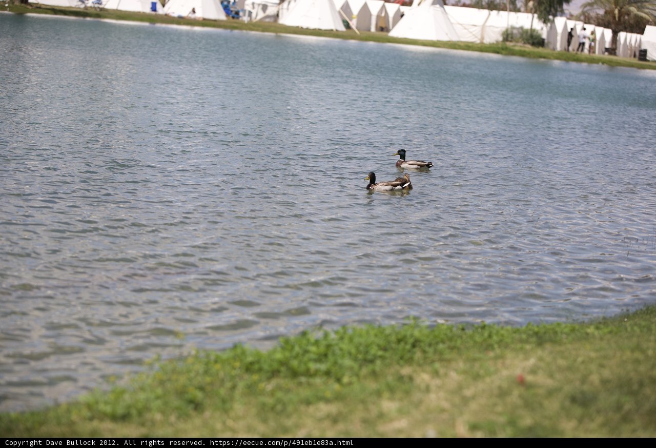 Ducks and Tent at Coachella