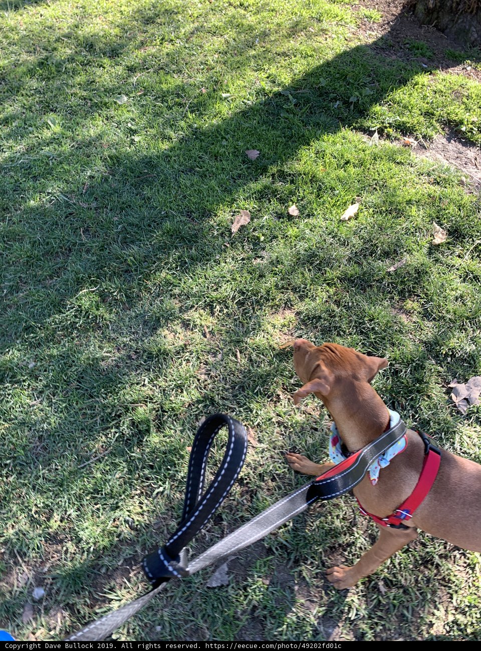 Pawsitively Adorable Leash Buddies